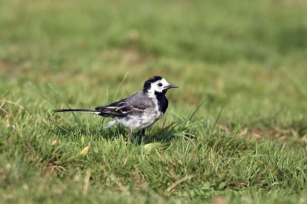Pied Wagtail. France