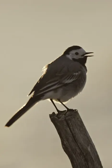 Framed Print : Pied Wagtail. Kuhmo - Finland Framed Print : Pied Wagtail. Kuhmo - Finland
