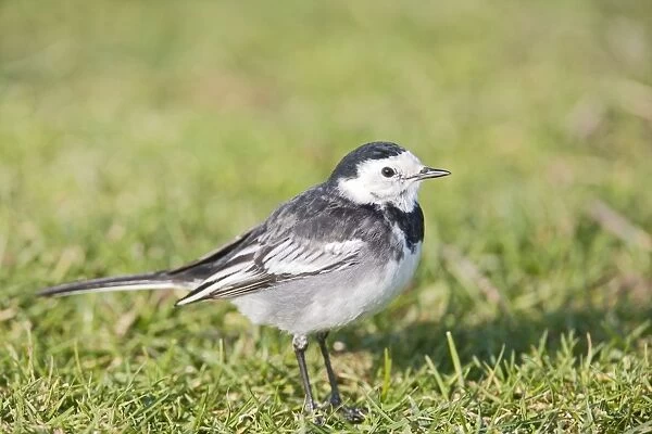 Pied wagtail - on lawn West Wales UK 005384