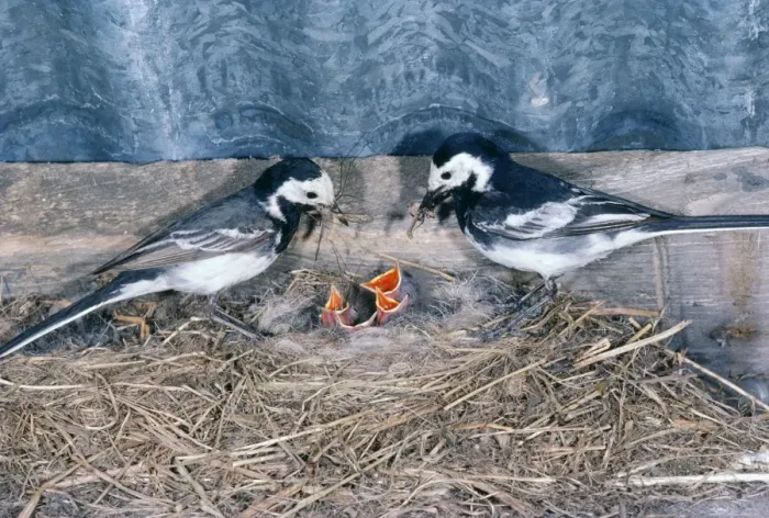 Framed Print : Pied Wagtail - male & female feeding chicks Framed Print : Pied Wagtail - male & female feeding chicks