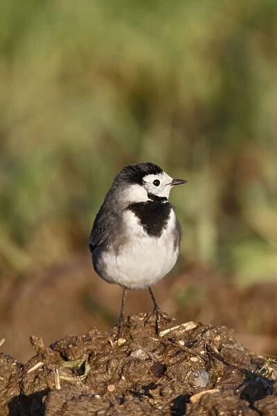 Pied Wagtail - on muck heap looking for flies - Bedfordshire UK 8636