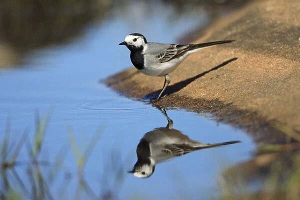 Pied Wagtail - searching for food at lake side, Alentejo, Portugal