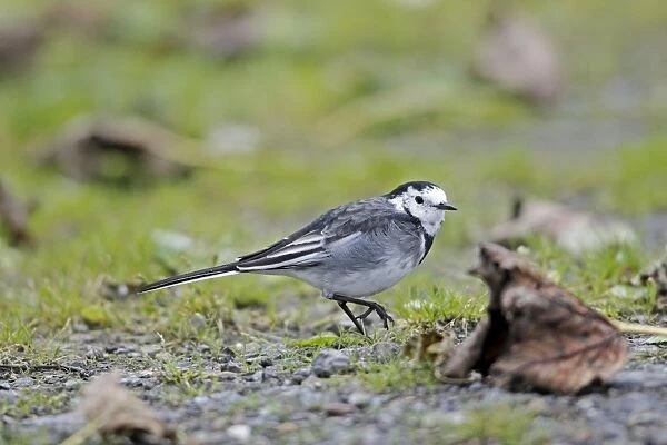 Pied Wagtail  /  White Wagtail - searching for food on ground - Northumberland - England