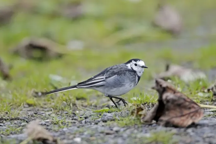 Framed Print : Pied Wagtail  /  White Wagtail - searching for food on ground - Northumberland - England