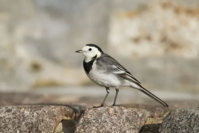 Framed Print : Pied Wagtail - winter - Cornwall - UK Framed Print : Pied Wagtail - winter - Cornwall - UK