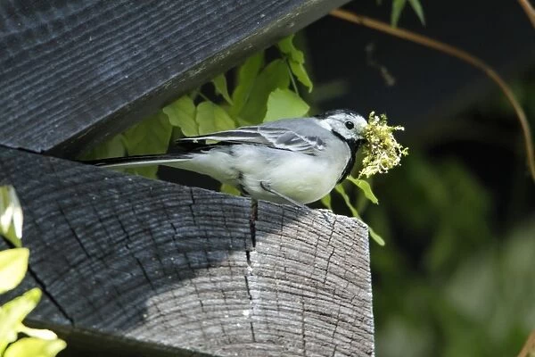 Pied  /  White Wagtail - perched on roof eave - with nest material in beak - Lower Saxony - Germany
