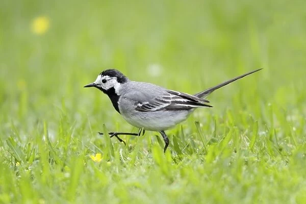 Pied  /  White Wagtail - searching for food on garden lawn - Lower Saxony - Germany