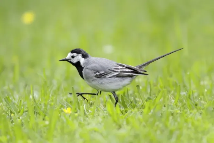 Framed Print : Pied / White Wagtail - searching for food on garden lawn - Lower Saxony - Germany Framed Print : Pied / White Wagtail - searching for food on garden lawn - Lower Saxony - Germany