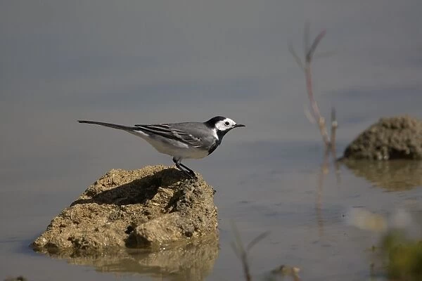 Pied  /  White Wagtail - By water
