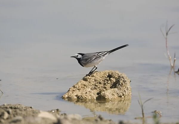 Pied  /  White Wagtail - By water