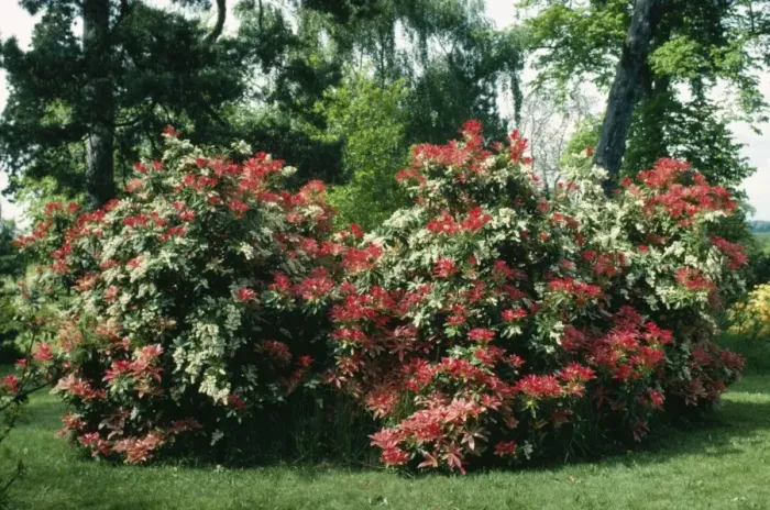 Framed Print : Pieris Formosa Forresti ROG 4891 Brokenhurst Park © Bob Gibbons / ARDEA LONDON Framed Print : Pieris Formosa Forresti ROG 4891 Brokenhurst Park © Bob Gibbons / ARDEA LONDON