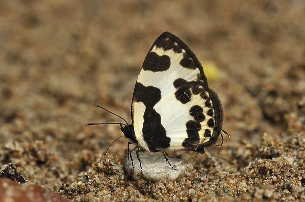 Pierrot - sucking minerals on sand - Gunung Leuser National Park - Northern Sumatra - Indonesia. family Lycaenidae