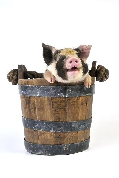 Pig - 2 week old Kune Kune piglet in bucket with mouth open
