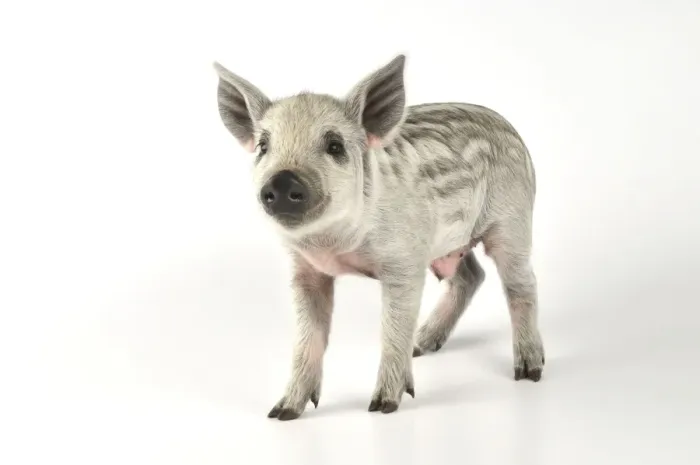 Framed Print : Pig - 2 week old Mangalizta piglet Framed Print : Pig - 2 week old Mangalizta piglet