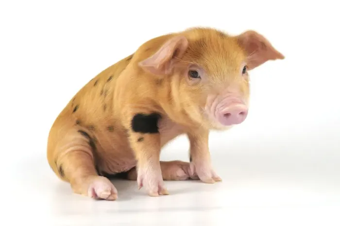 Framed Print : Pig - 2 week old Oxford sandy & black piglet Framed Print : Pig - 2 week old Oxford sandy & black piglet
