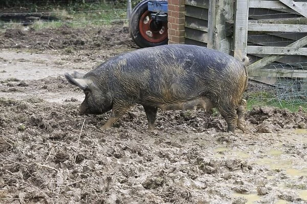 PIG. Berkshire pig in mud