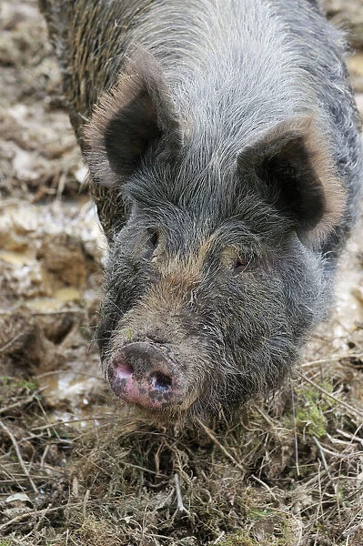 PIG. Berkshire pig in mud (head shot)
