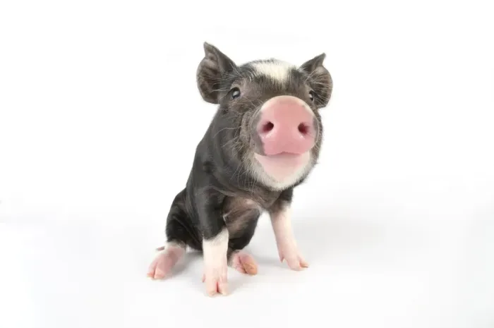 Framed Print : Pig. Berkshire piglet Framed Print : Pig. Berkshire piglet
