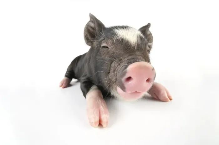 Framed Print : Pig. Berkshire piglet Framed Print : Pig. Berkshire piglet