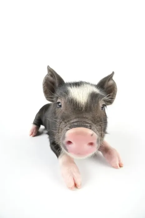Framed Print : Pig. Berkshire piglet