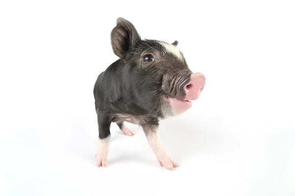 Pig. Berkshire piglet