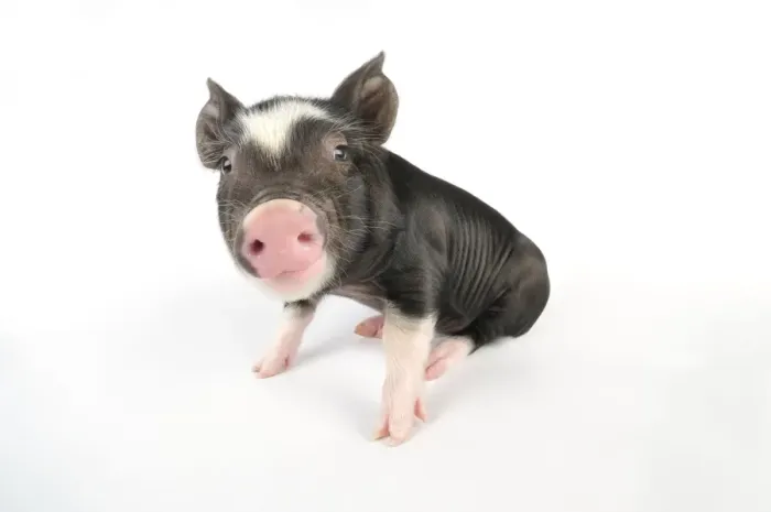 Framed Print : Pig. Berkshire piglet Framed Print : Pig. Berkshire piglet