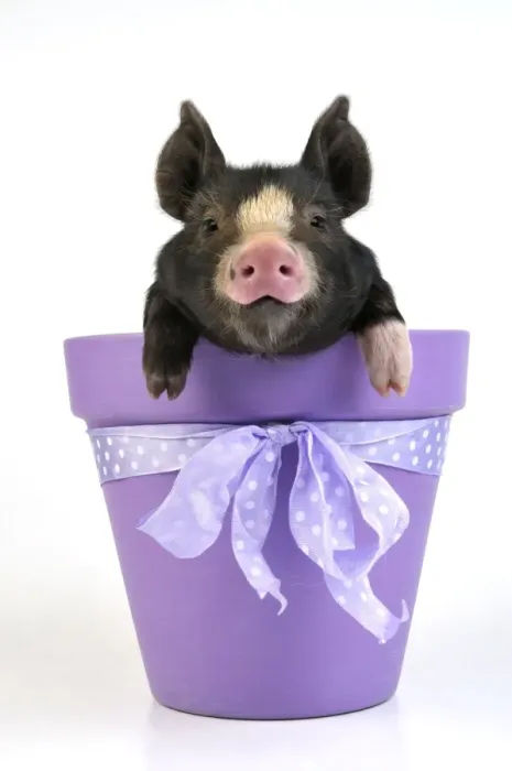 Framed Print : PIG. Berkshire piglet in plant pot Framed Print : PIG. Berkshire piglet in plant pot
