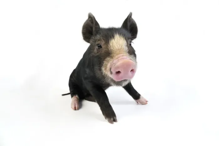 Framed Print : PIG. Berkshire piglet sitting down Framed Print : PIG. Berkshire piglet sitting down