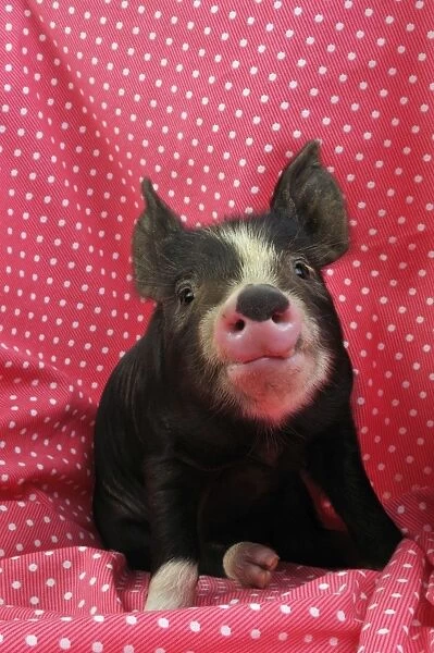 PIG. Berkshire piglet sitting on red blanket