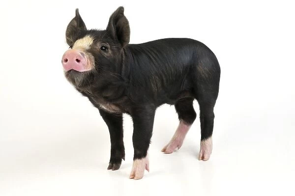 PIG. Berkshire piglet standing