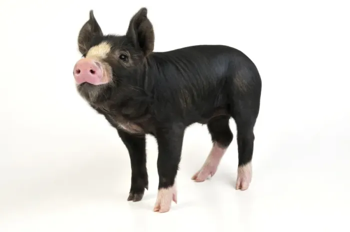 Framed Print : PIG. Berkshire piglet standing Framed Print : PIG. Berkshire piglet standing