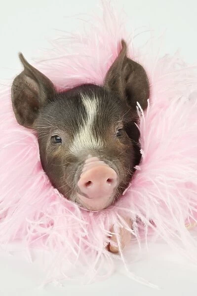 Pig - Berkshire piglet wearing feather boa