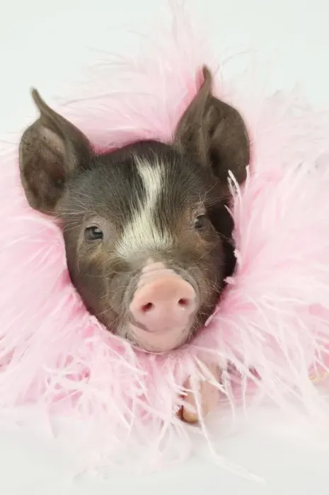 Framed Print : Pig - Berkshire piglet wearing feather boa Framed Print : Pig - Berkshire piglet wearing feather boa