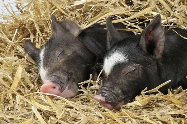 Pig - Berkshire piglets asleep in straw
