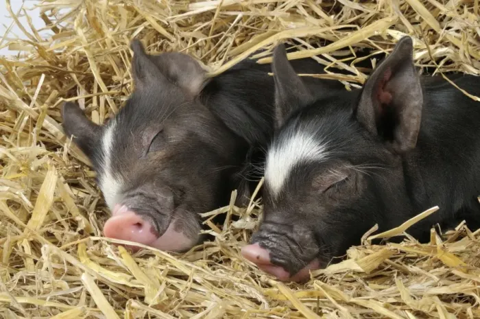 Framed Print : Pig - Berkshire piglets asleep in straw Framed Print : Pig - Berkshire piglets asleep in straw