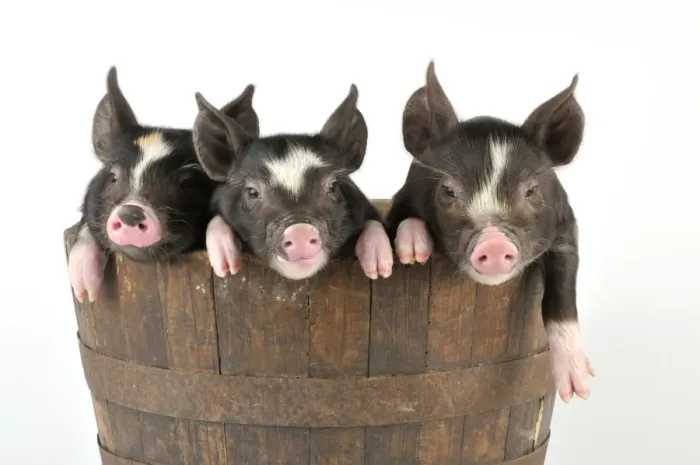 Framed Print : PIG. Berkshire piglets in a tub Framed Print : PIG. Berkshire piglets in a tub