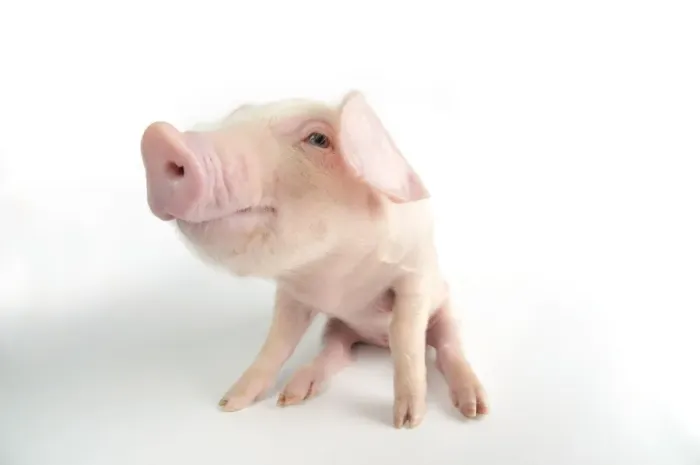 Framed Print : Pig. British lop piglet on white background Framed Print : Pig. British lop piglet on white background