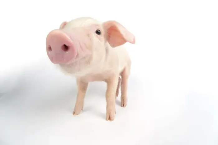 Framed Print : Pig. British lop piglet on white background Framed Print : Pig. British lop piglet on white background