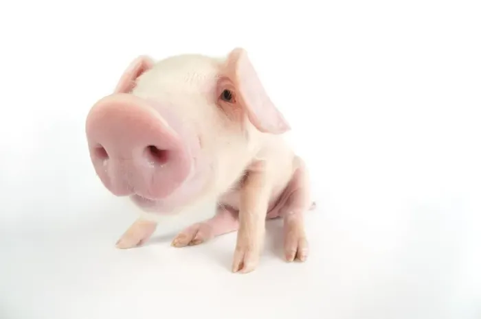 Framed Print : Pig. British lop piglet on white background Framed Print : Pig. British lop piglet on white background