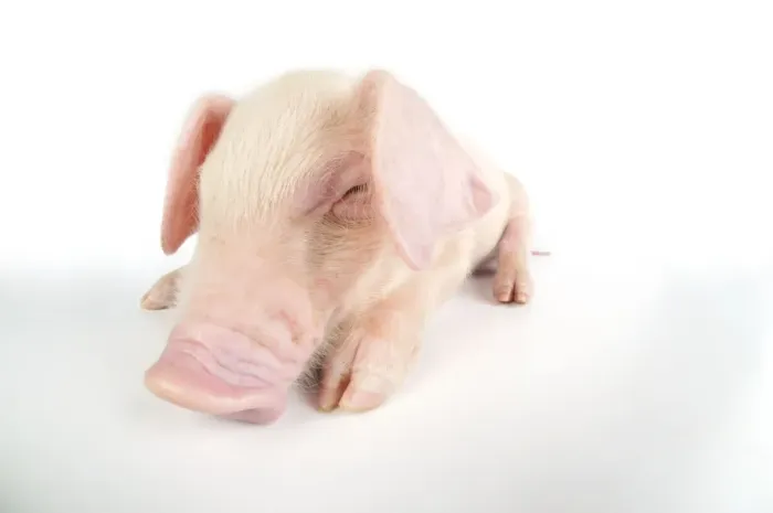 Framed Print : Pig. British lop piglet on white background Framed Print : Pig. British lop piglet on white background