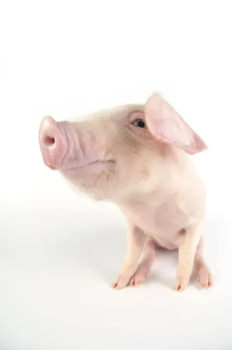 Framed Print : Pig. British lop piglet on white background Framed Print : Pig. British lop piglet on white background