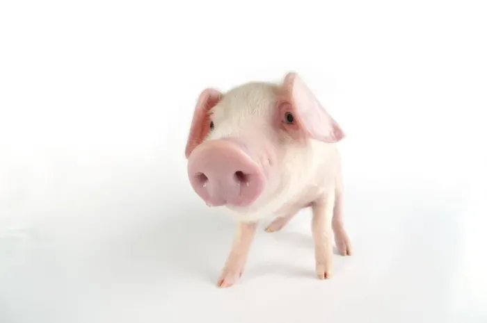 Framed Print : Pig. British lop piglet on white background Framed Print : Pig. British lop piglet on white background