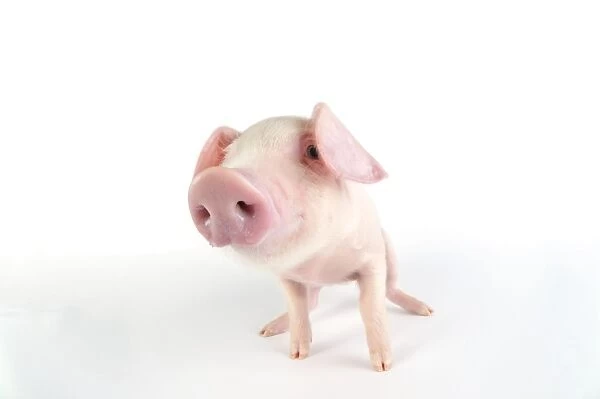 Pig. British lop piglet on white background