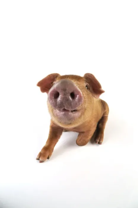 Framed Print : Pig. Duroc piglet on white background Framed Print : Pig. Duroc piglet on white background
