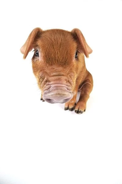 Pig. Duroc piglet on white background