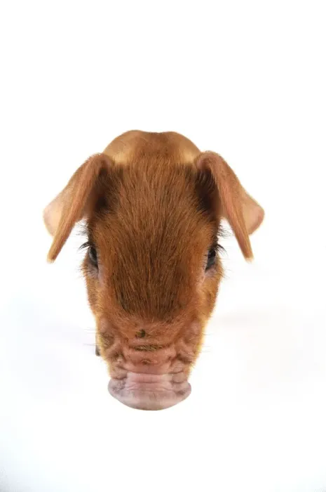Framed Print : Pig. Duroc piglet on white background Framed Print : Pig. Duroc piglet on white background