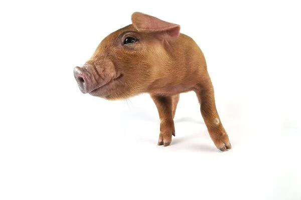Pig. Duroc piglet on white background