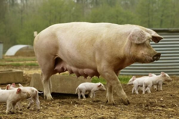 Pig Elevage 'Large white' Pig and piglets in sty Sarthe, France
