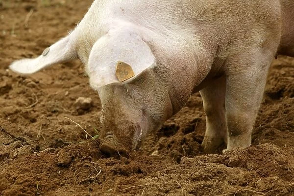 Pig Elevage 'Large white' Sarthe, France