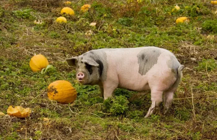 Framed Print : Pig feeding on pumpkins in the Apuseni mountains, autumn, Romania Framed Print : Pig feeding on pumpkins in the Apuseni mountains, autumn, Romania